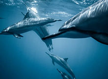 xl司末增减第二季，XL司末增减第二季动漫